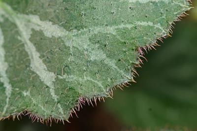 Saxifraga sarmentosa